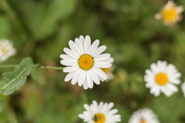 Chamomile flowers on a field.