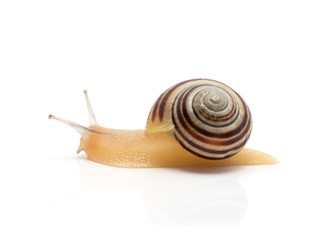 snail on a white background. macro