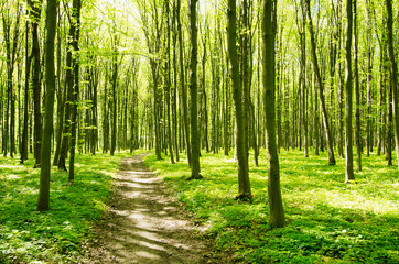 Obraz premium Path in spring green forest