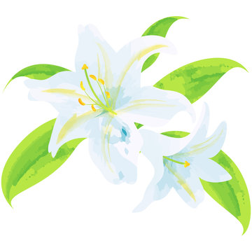 lily - birth flower vector illustration in watercolor paint textures