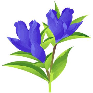 gentian - birth flower vector illustration in watercolor paint textures