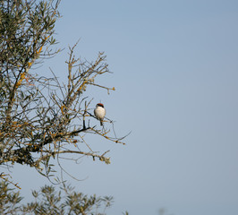 Lanius senator perched on a branch