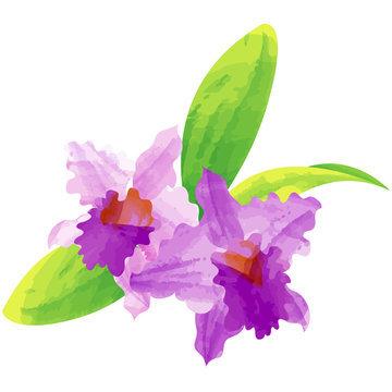 cattleya - birth flower vector illustration in watercolor paint textures