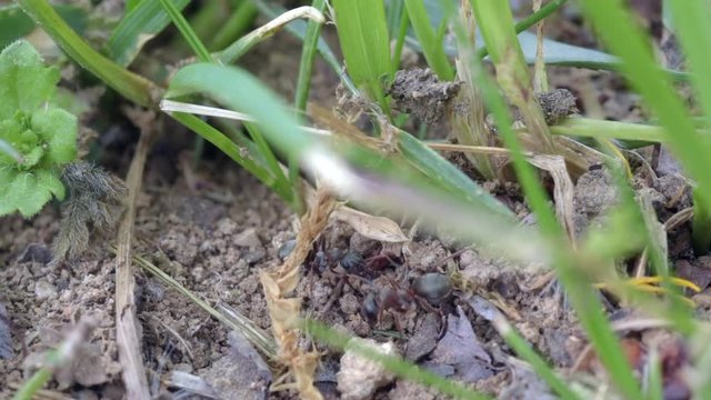 Macro shot of ants swarming around a hole.
