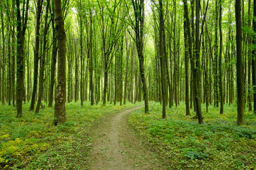 Path in green forest