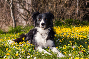 border-collie ligger utomhus p&aring; en &auml;ng med gula v&aring;rblommor