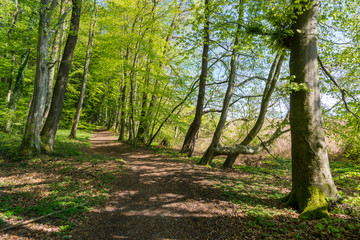 Waldweg im Frühling in Deutschland, Europa