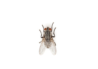 fly isolated on a white