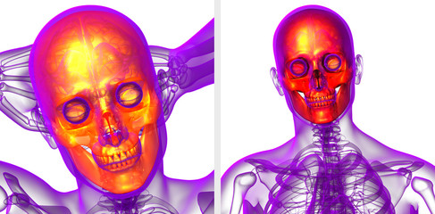 3d rendering  medical illustration of the skull © maya2008