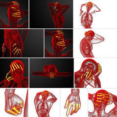 3d rendering illustration of the human phalanges hand