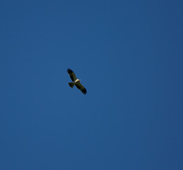 Hieraaetus pennatus flying