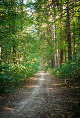 Obraz premium Path in green forest