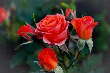 Foto auf Acrylglas Rosen Nahaufnahme der Gartenrose