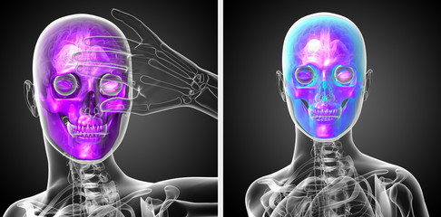 3d rendering  medical illustration of the skull © maya2008