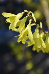 Forsycja
