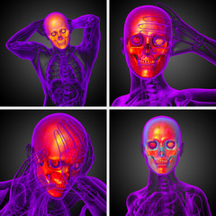 3d rendering  medical illustration of the skull