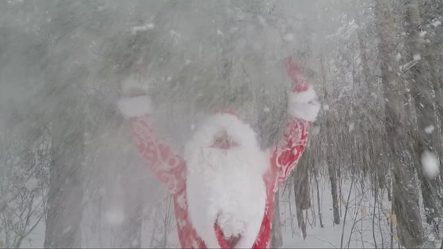 Santa in a pine winter forest waving his hands