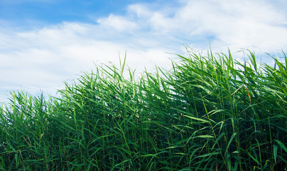 Obraz premium green leaves reeds against the sky
