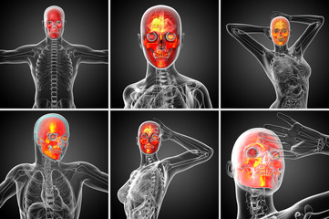 3d rendering medical illustration of the skull © maya2008