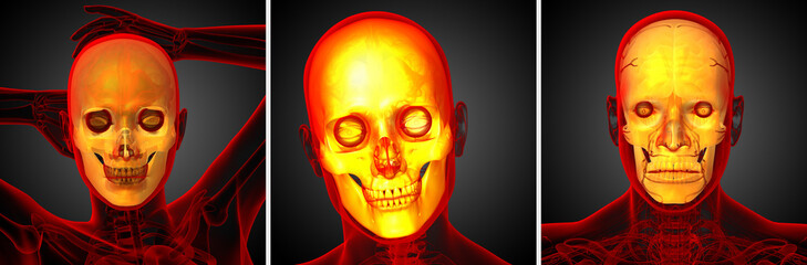 3d rendering medical illustration of the skull