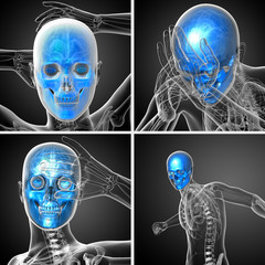 3d rendering medical illustration of the skull © maya2008