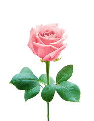 Naklejka premium Rose isolated on white background