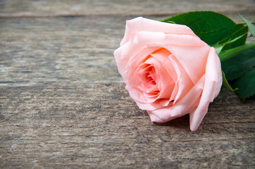 Pink rose lying on a wooden table. Vintage