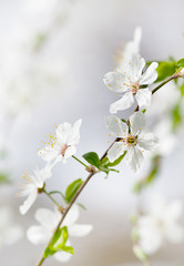 white cherry tree flower in spring