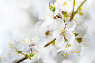 white cherry tree flower in spring