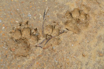 Footprints on the ground. Clue. Animals and wildlife.