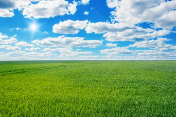 Foto op Plexiglas Afbeelding van groen grasveld en helderblauwe lucht © nata777_7