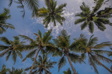 Fototapeta na wymiar Looking up at palm trees on a canal tour of Munroe Island, Kerala backwaters.
