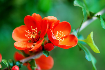 Flowering quince (Chaenomeles speciosa, Chinese or Japanese quince, zhou pi mugua)