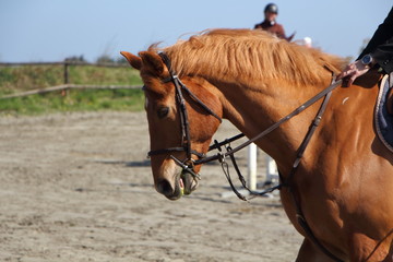 Cheval lors d'un concours hippique © oceane2508