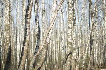 Obraz premium Wall of white birches. A birch grove in the spring