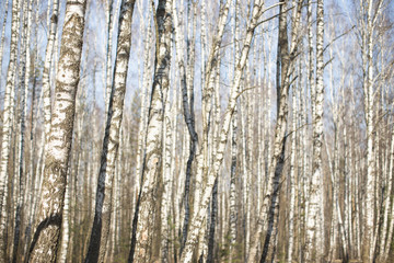 Wall of white birches. A birch grove in the spring