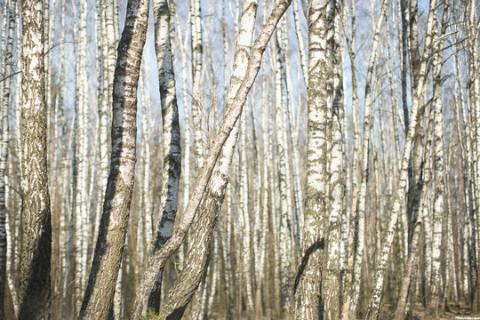 Fototapeta Wall of white birches. A birch grove in the spring