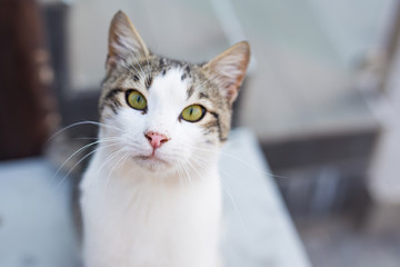 Cat walking on the street watching the camera.