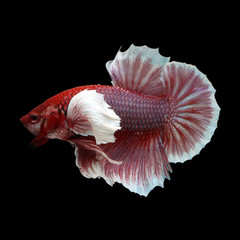 Dumbo HMPK Betta on black background. Beautiful fish. Swimming flutter tail flutter.