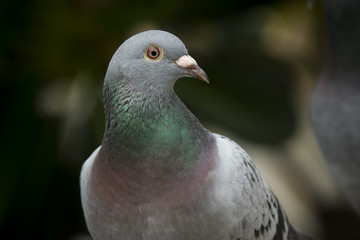close up beautiful eyes of speed racing pigeon bird against blur green background
