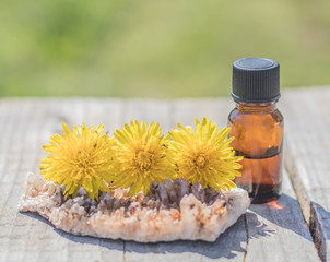 Dandelion spa oil with fresh dandelion flowers on wooden table