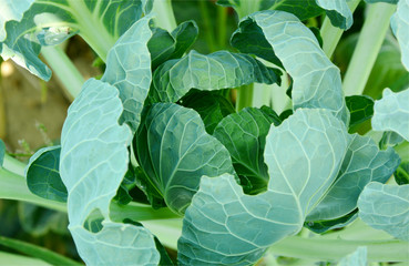 Fresh Brussels Sprouts Tree with sunlight.