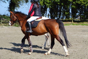 Cavalière à cheval lors d'un concours hippique