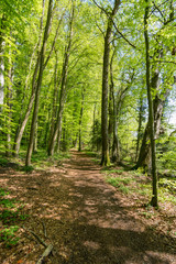 Waldweg im Frühling in Deutschland, Europa