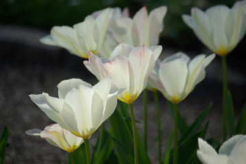 Fototapeta na wymiar Tulipes blanches au printemps au jardin
