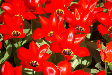 Tulipes botaniques rouges au printemps au jardin