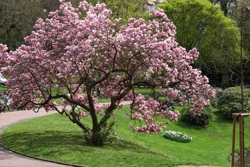 Photo sur Plexiglas Lilas Magnolias