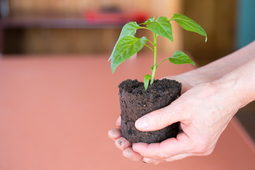 Green plant in the hand