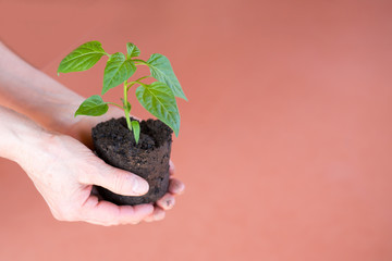 Green plant in the hand