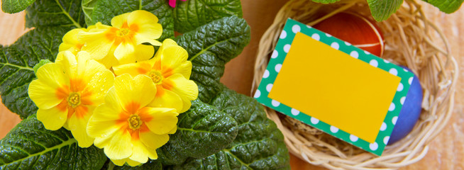 Easter basket with colored eggs and primrose.